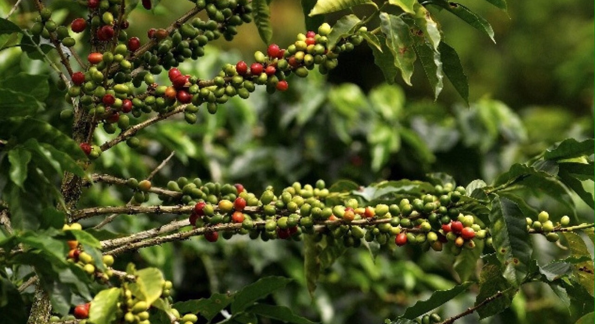 Carved linocut relief print of coffee branches with ripening red and green berries among dense green leaves, lush natural mood